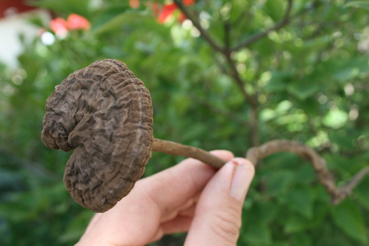 Amauroderma rugosum image