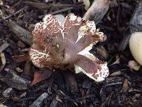 Leucoagaricus americanus image