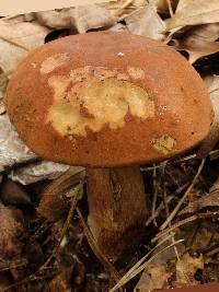 Boletus oliveisporus image