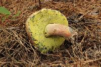 Boletus oliveisporus image