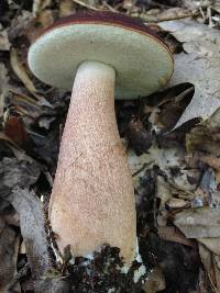 Tylopilus badiceps image