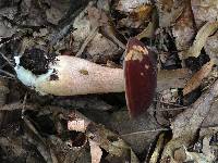 Tylopilus badiceps image