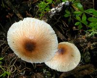 Lepiota rubrotinctoides image