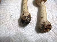 Amanita rubescens var. rubescens image