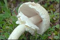 Lepiota clypeolaria image