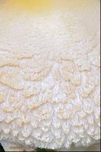 Lepiota clypeolaria image