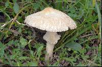 Lepiota clypeolaria image