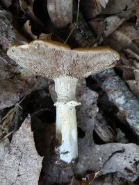 Stropharia kauffmanii image