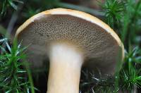 Suillus bovinus image