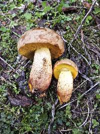 Boletus impolitus image