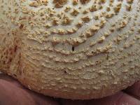 Amanita ravenelii image