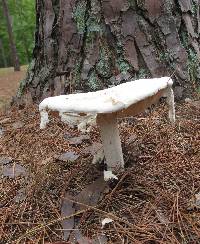 Amanita polypyramis image