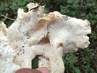 Laetiporus cincinnatus image