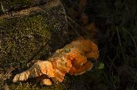 Laetiporus conifericola image