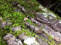 Mycena corticola image