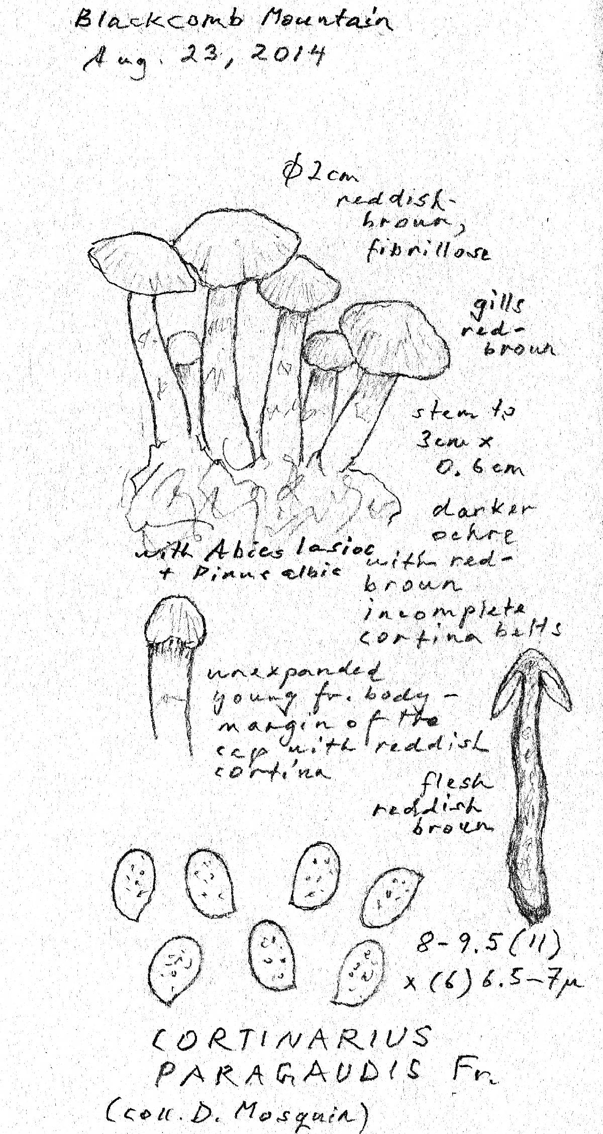 Cortinarius paragaudis image
