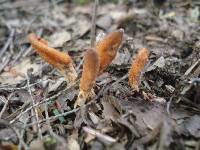 Cordyceps militaris image