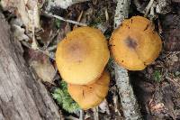 Cortinarius semisanguineus image