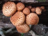 Pholiota squarrosoides image