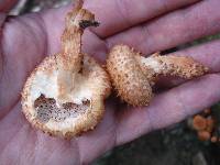 Pholiota squarrosoides image