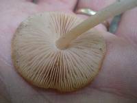 Pluteus flavofuligineus image