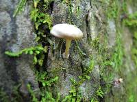 Mycena corticola image