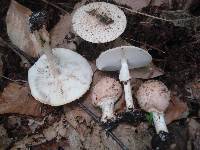Echinoderma asperum image
