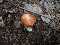 Leccinum albostipitatum image