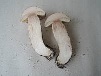 Leccinum albostipitatum image