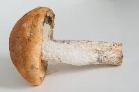 Leccinum albostipitatum image