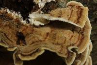 Trametes hirsuta image