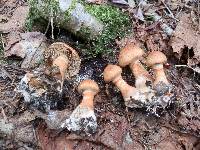 Cortinarius armillatus image