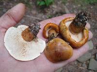 Tricholoma aurantium image