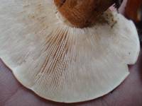 Tricholoma aurantium image