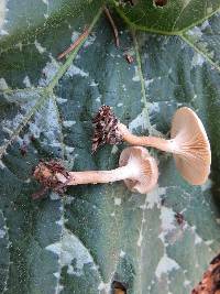 Clitocybe trulliformis image