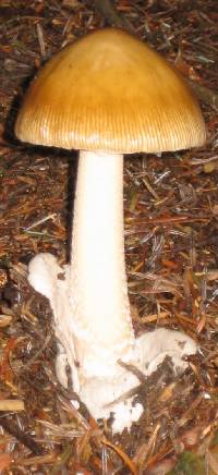 Amanita submembranacea image