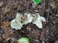 Russula aeruginea image