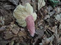 Russula mariae image