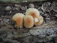 Pholiota squarrosoides image