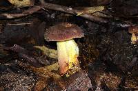 Boletus pseudosensibilis image