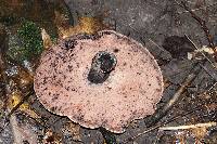 Tylopilus alboater image