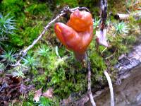 Gyromitra infula image