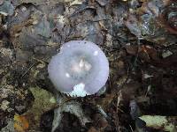 Russula cyanoxantha image