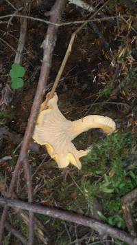 Cantharellus formosus image