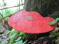 Fistulina hepatica image