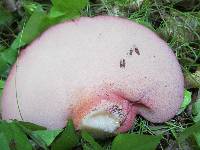 Fistulina hepatica image