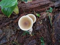 Ampulloclitocybe clavipes image