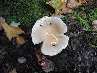 Russula modesta image