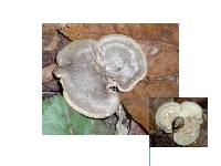 Lactarius pyrogalus image