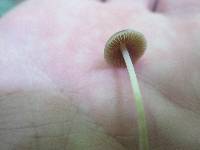 Mycena subcaerulea image